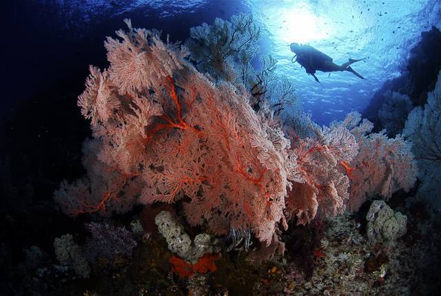 Calico Jack — Raja Ampat Central & Wayag — 8 Nights