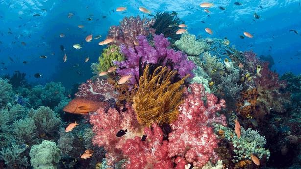 Calico Jack — Raja Ampat Central & Wayag — 8 Nights
