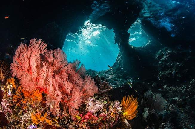 Calico Jack — Raja Ampat Full Park & Misool — 11 Nights