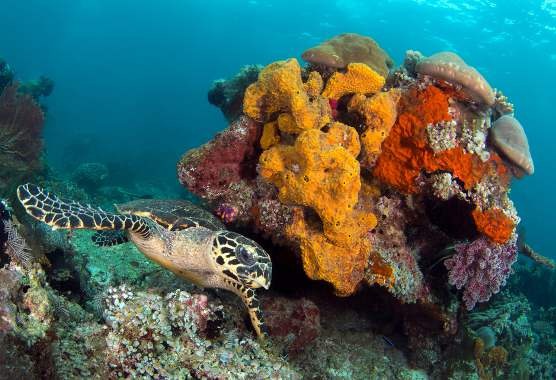 Calico Jack — Raja Ampat Full Park & Misool — 11 Nights