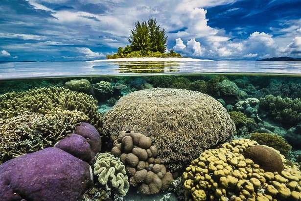 Calico Jack — Raja Ampat Full Park & Misool — 11 Nights