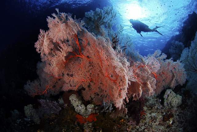Calico Jack — Raja Ampat Full Park & Misool — 11 Nights