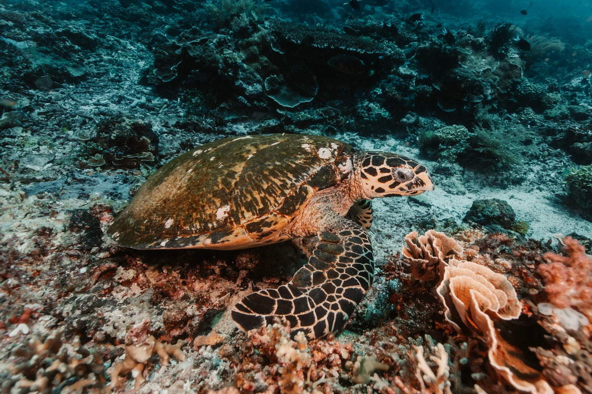 Capoeng — Komodo Highlights