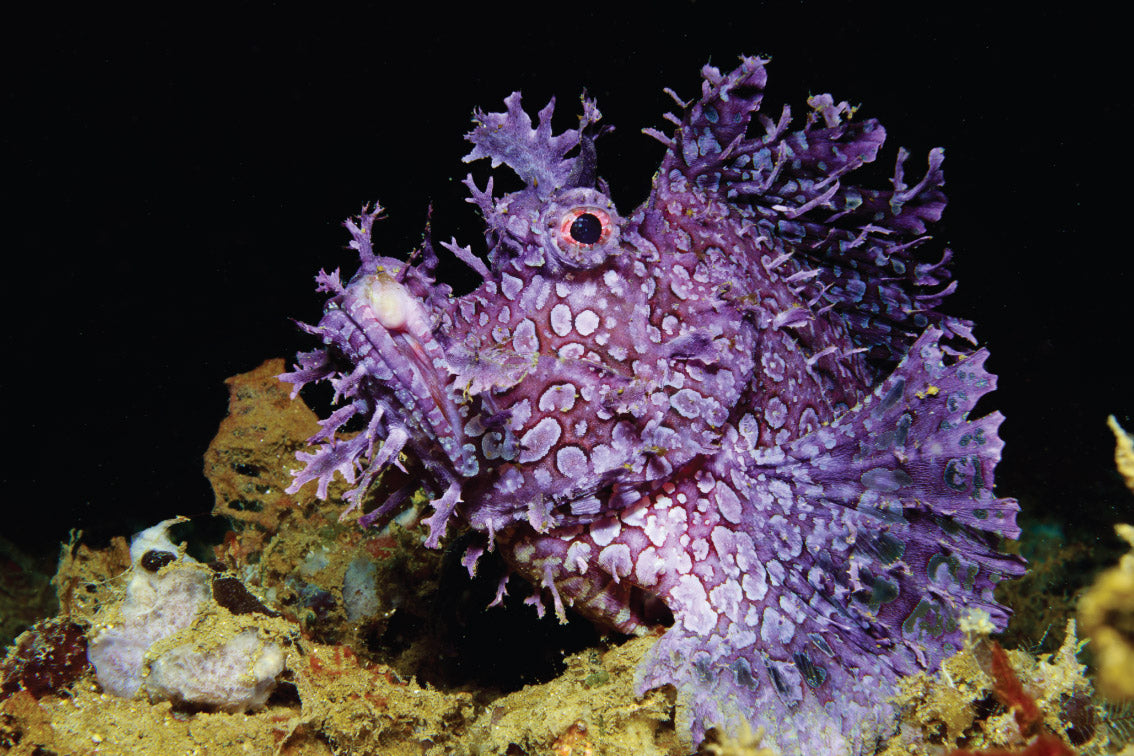 DAMAI II — Triton Bay, Forgotten Islands & Banda Sea — 11 Nights
