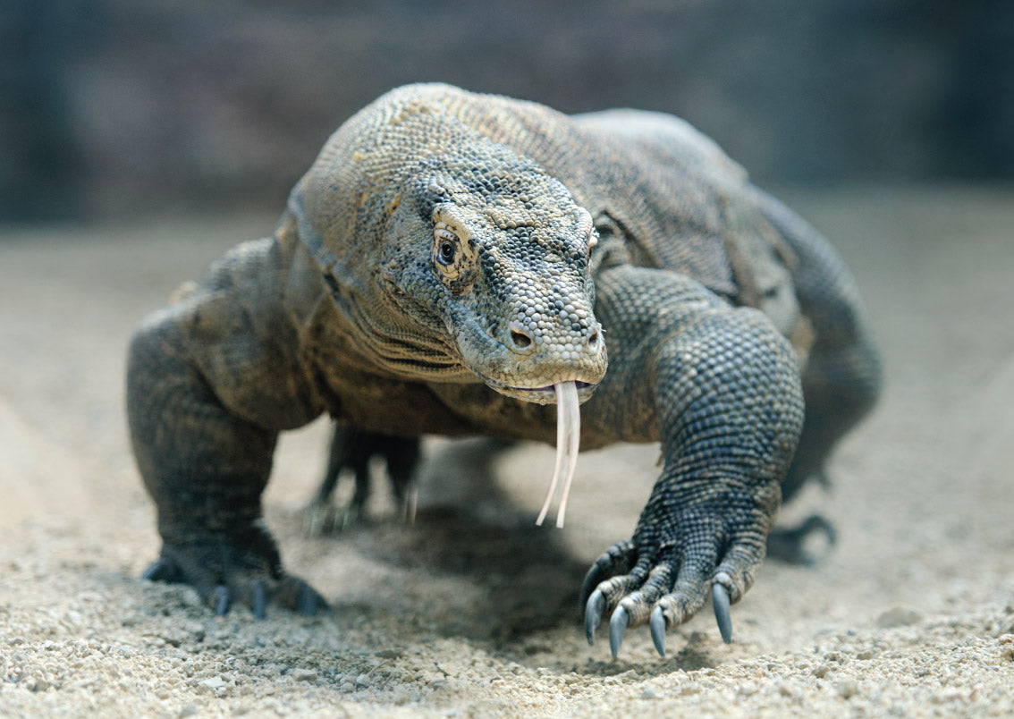 DAMAI II — Komodo — 5 Nights