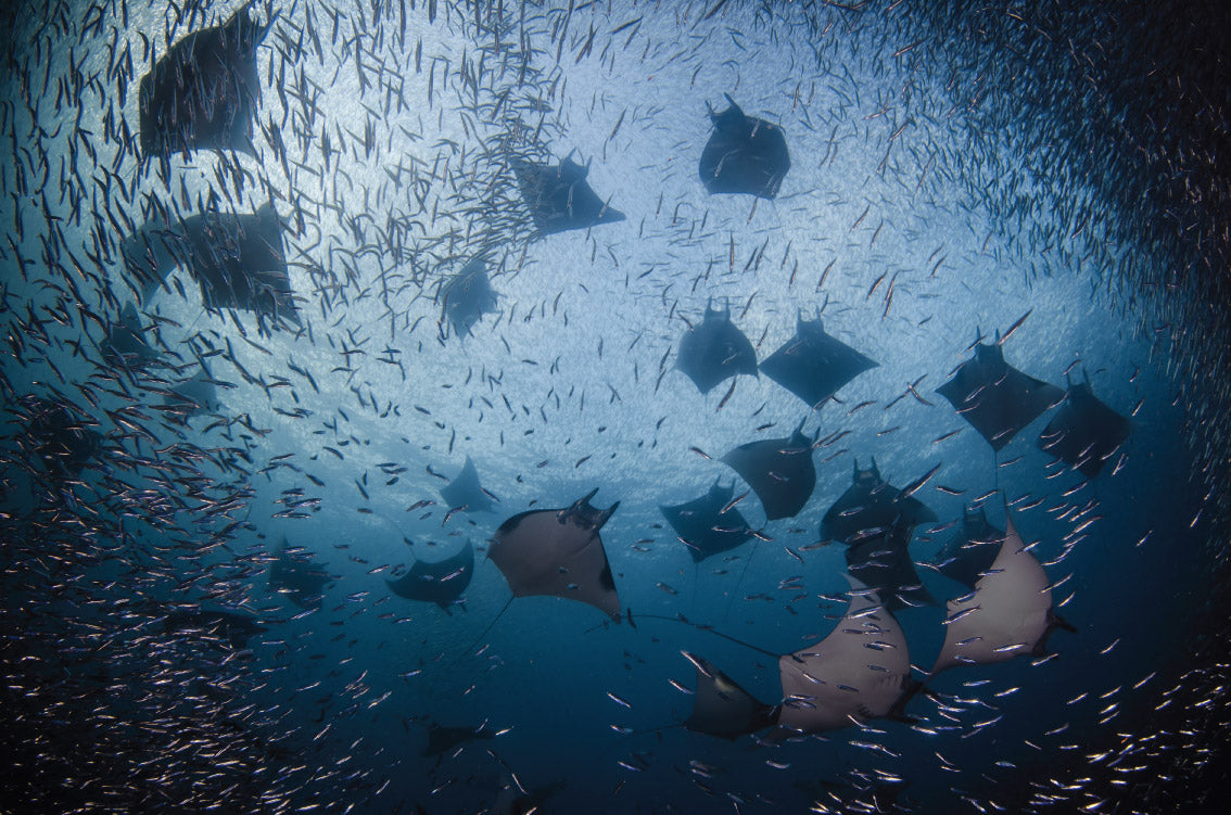 DAMAI II — Raja Ampat — 10 Nights