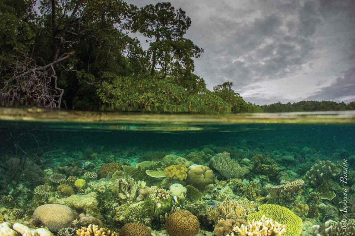 DAMAI II — Raja Ampat — 10 Nights