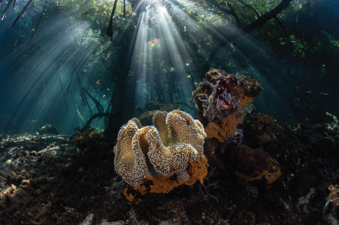 DAMAI II — Raja Ampat — 10 Nights