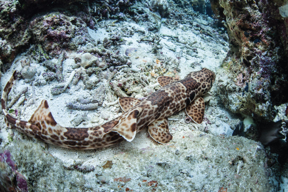 DAMAI I — Raja Ampat & Triton Bay — 11 Nights