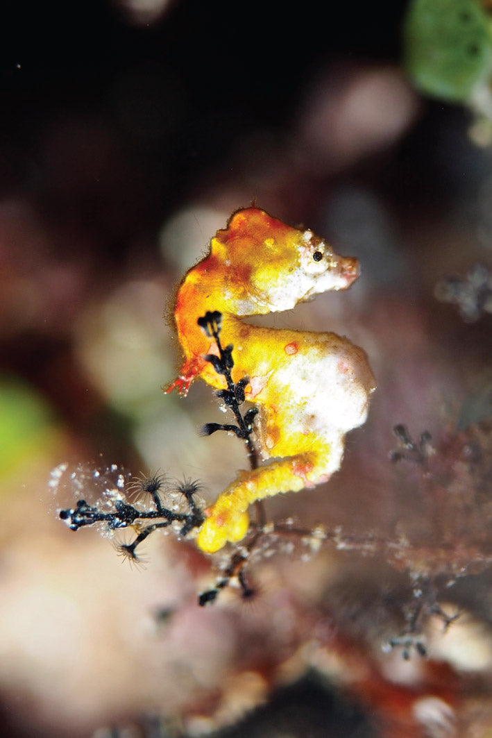 DAMAI I — Raja Ampat & Triton Bay — 11 Nights