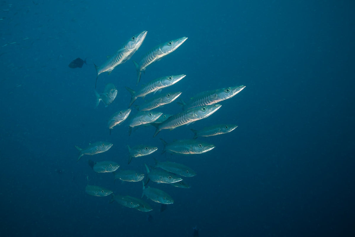 Dancing Wind — 8D7N Central Raja Ampat — Sorong to Sorong — 7 Nights
