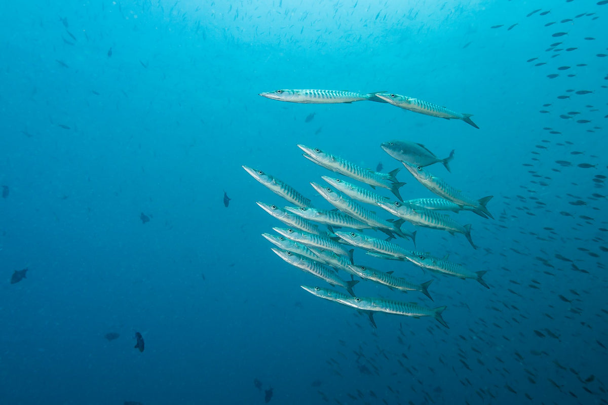 Dancing Wind — 8D7N Central Raja Ampat — Sorong to Sorong — 7 Nights