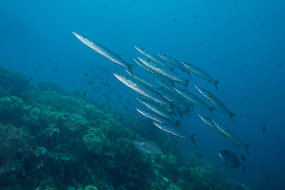 Dancing Wind — 8D7N Central Raja Ampat — Sorong to Sorong — 7 Nights