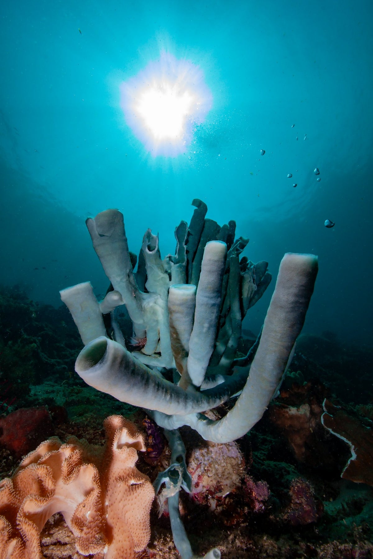 Dancing Wind — 8D7N Central Raja Ampat — Sorong to Sorong — 7 Nights