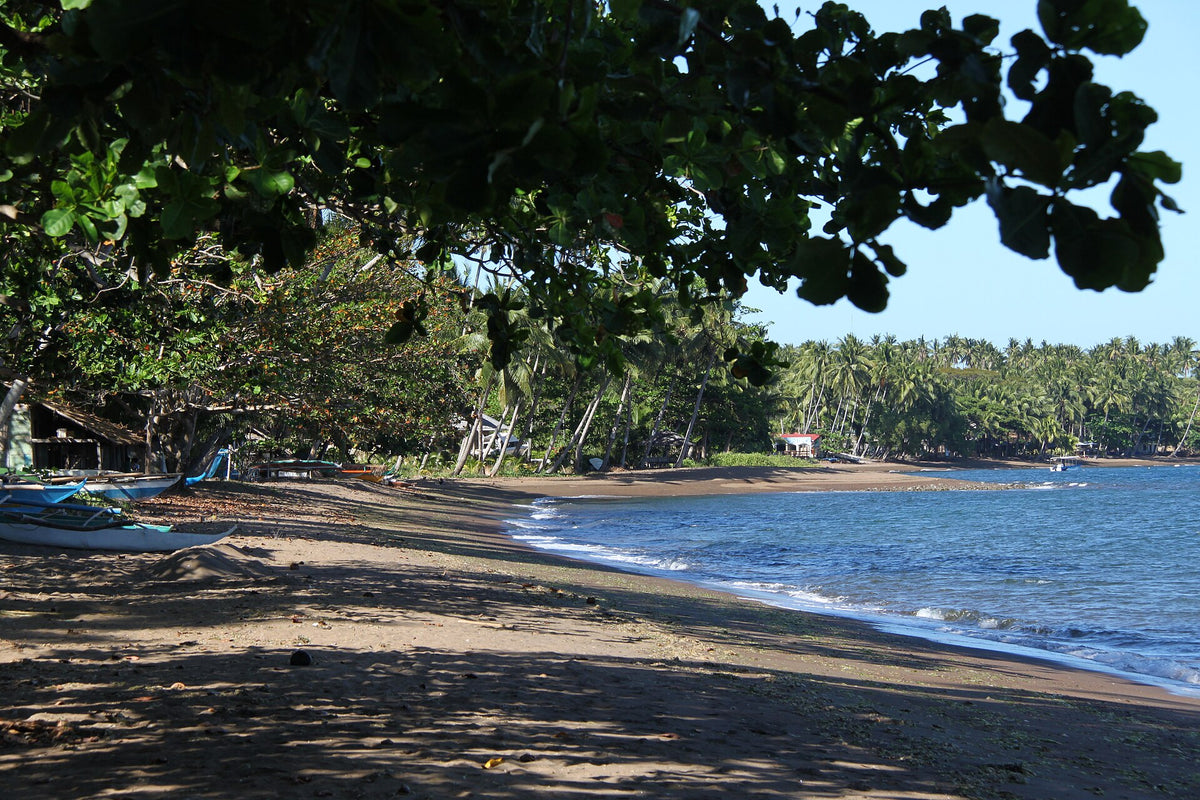 Palm-lined beach and shoreline in Dauin, Negros Oriental