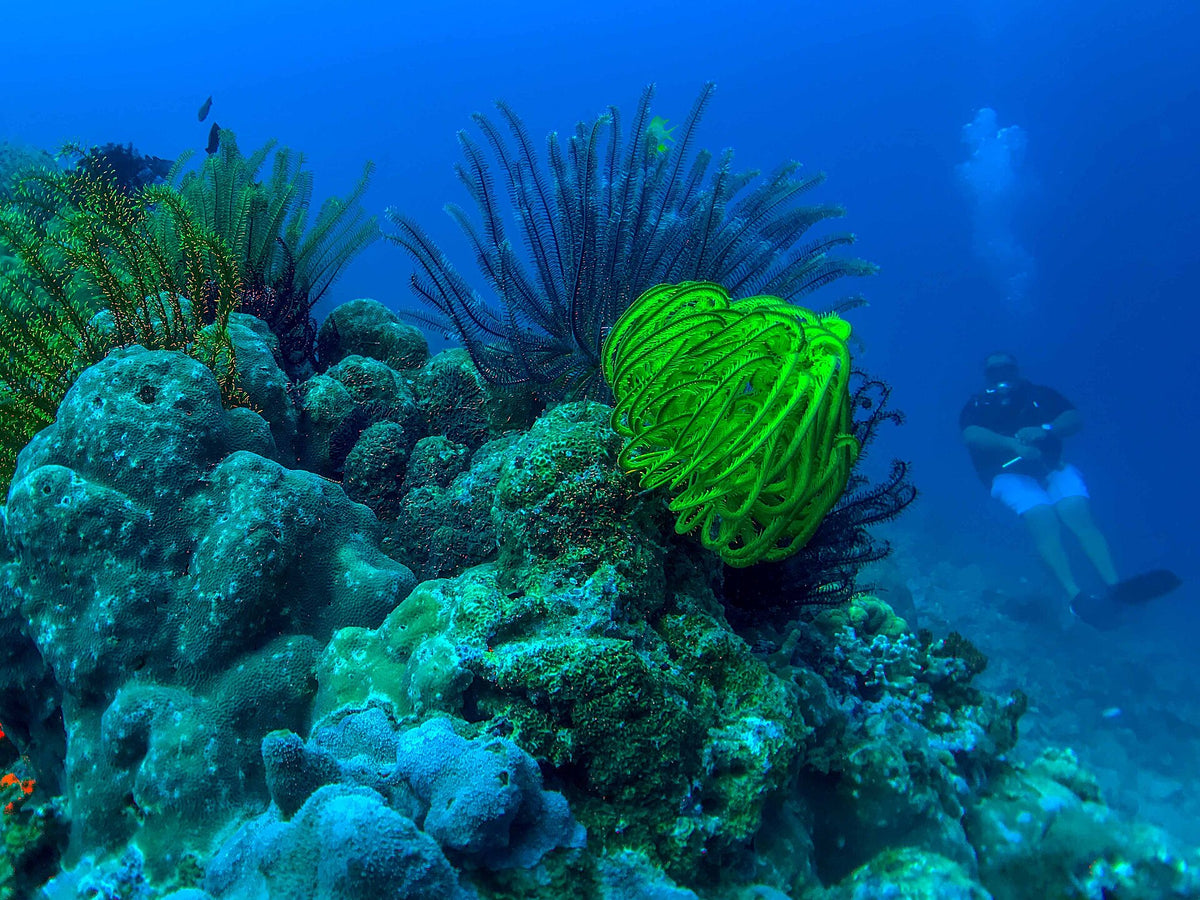 Corals and feather stars in Dauin Marine Sanctuary, Philippines