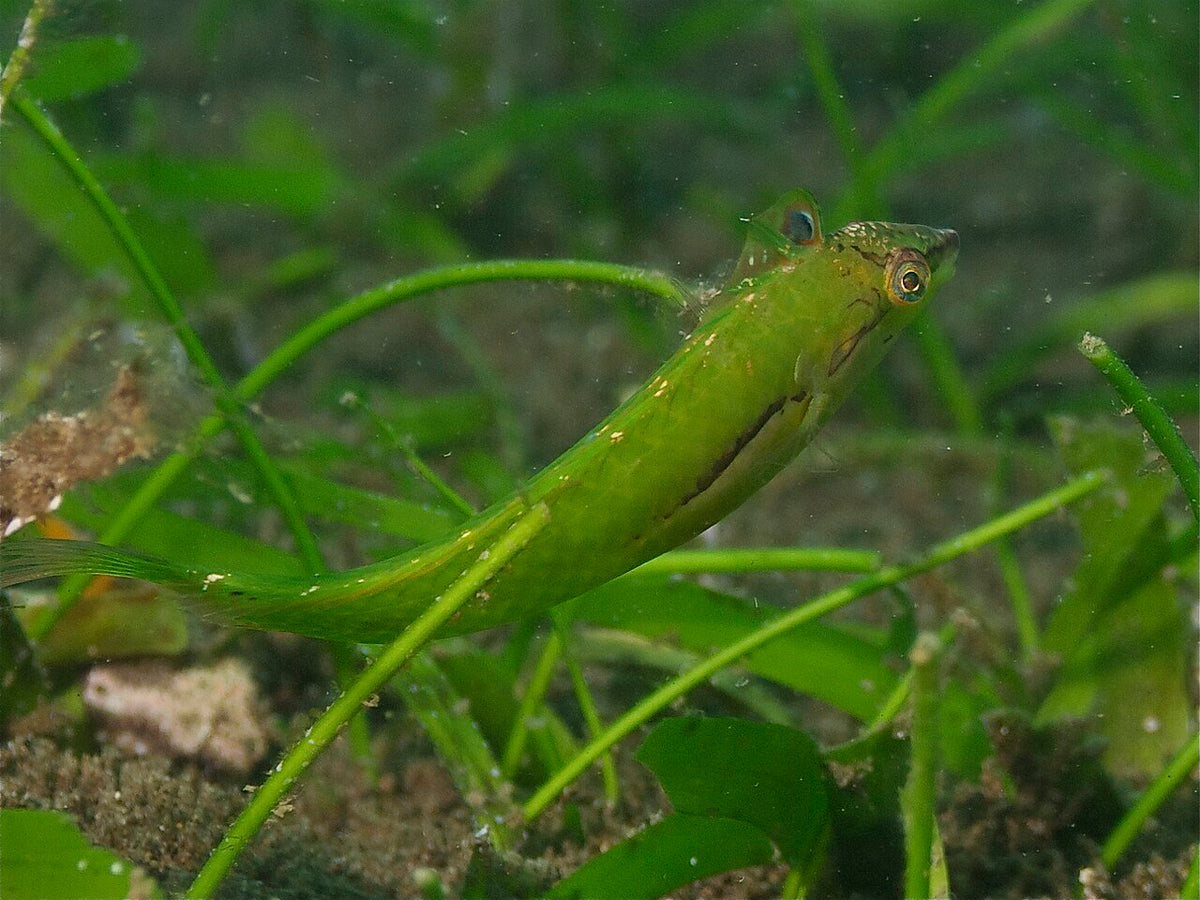 Small green fish among seagrass in Dauin, Philippines