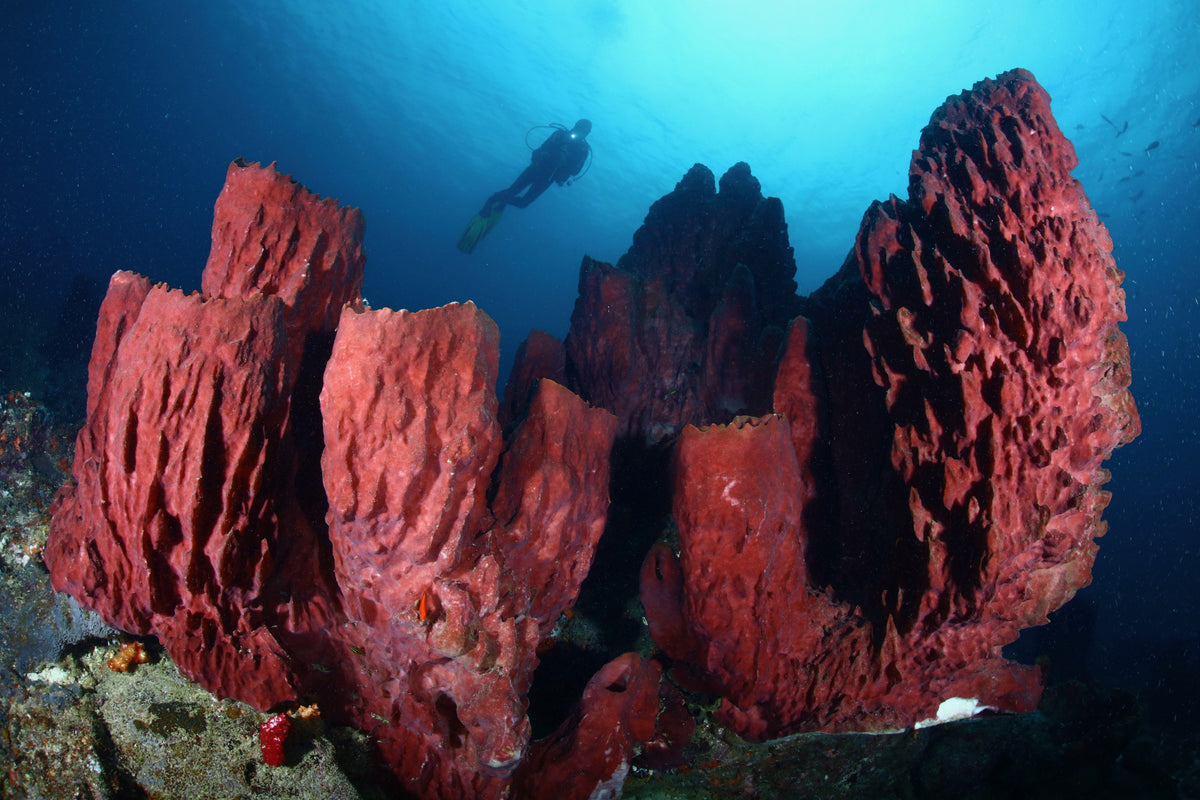 Dewi Nusantara — West Halmahera - Teluk Loloda, Spice Islands, Ganone & Pantini Strait — Ternate to Ternate — 10 Nights