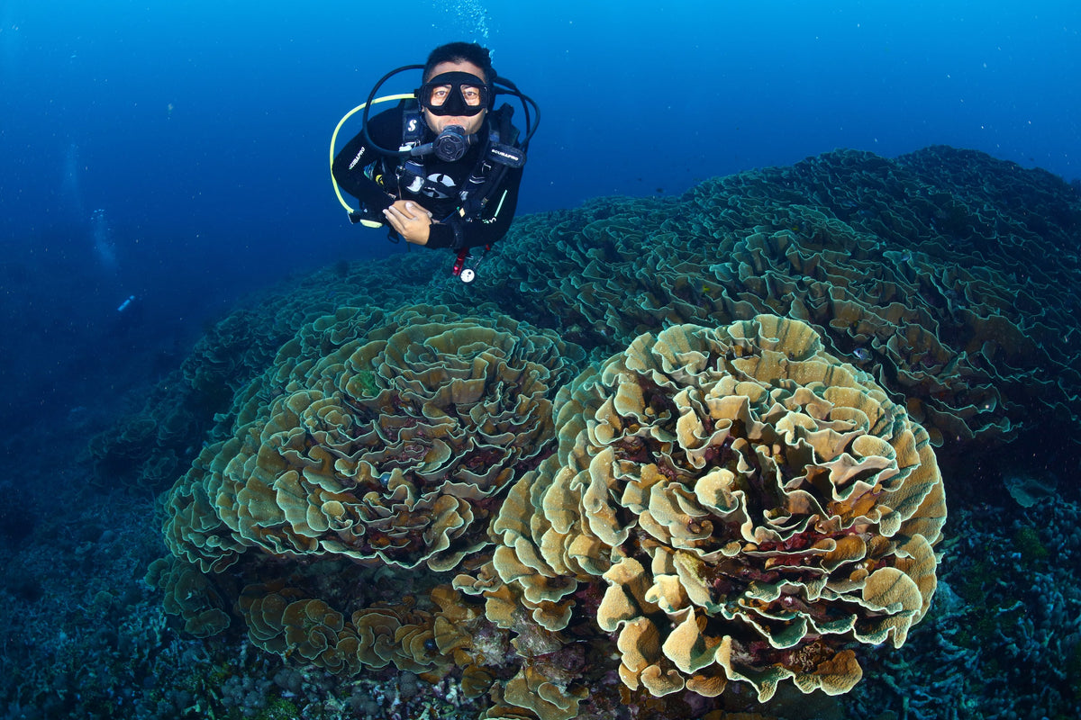 Dewi Nusantara — West Halmahera - Teluk Loloda, Spice Islands, Ganone & Pantini Strait — Ternate to Ternate — 10 Nights