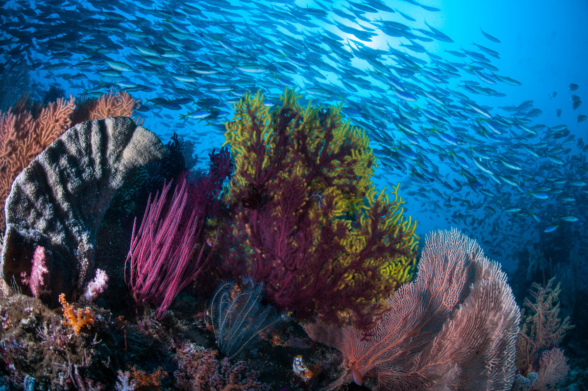Dewi Nusantara — West Halmahera - Teluk Loloda, Spice Islands, Ganone & Pantini Strait — Ternate to Ternate — 10 Nights