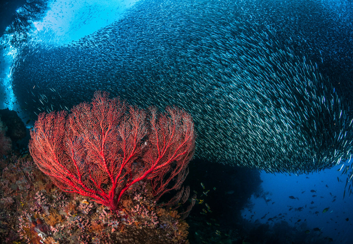 Dewi Nusantara — Dragons & Volcanoes - Komodo & East Sumbawa — Labuan Bajo to Labuan Bajo — 9 Nights