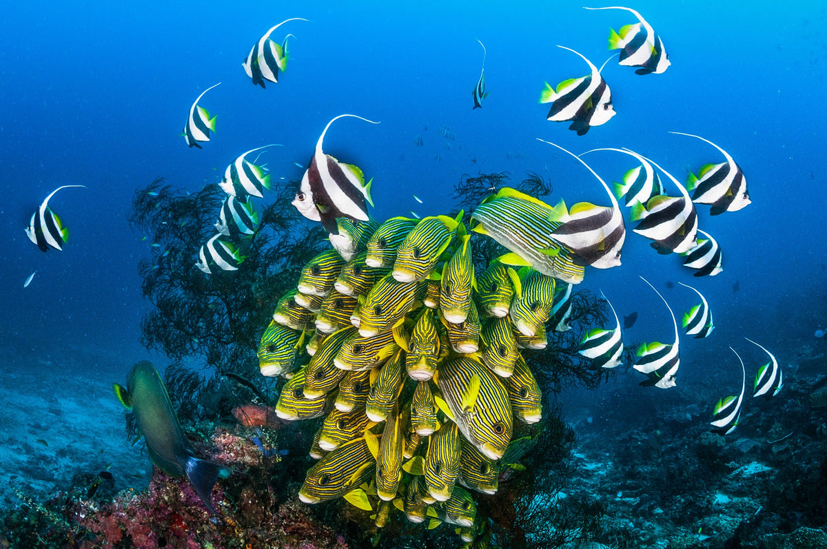 Dewi Nusantara — West Halmahera - Teluk Loloda, Spice Islands, Ganone & Pantini Strait — Ternate to Ternate — 10 Nights