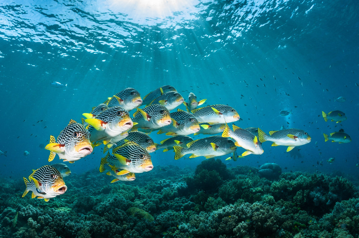 Dewi Nusantara — Dragons & Volcanoes - Komodo & East Sumbawa — Labuan Bajo to Labuan Bajo — 9 Nights
