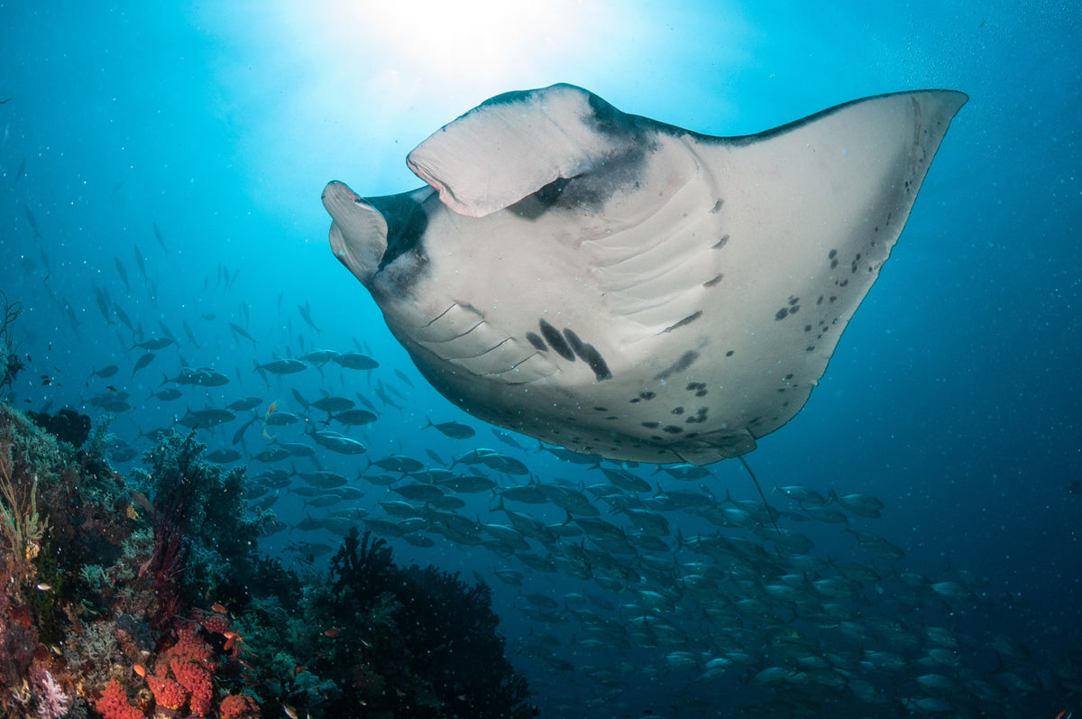 Dewi Nusantara — All of Raja Ampat - Biodiversity Hotspot — Sorong to Sorong — 10 Nights