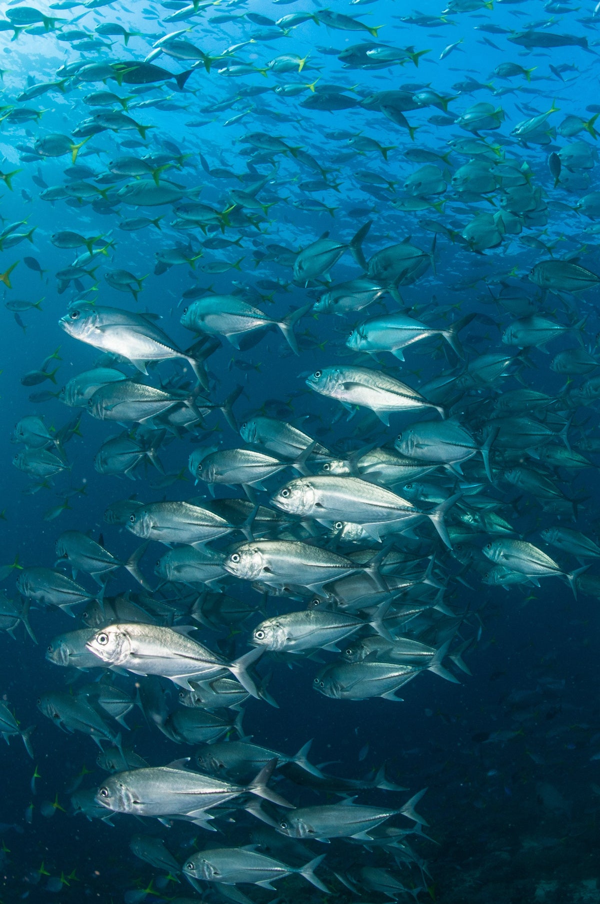 Dewi Nusantara — All of Raja Ampat - Biodiversity Hotspot — Sorong to Sorong — 10 Nights