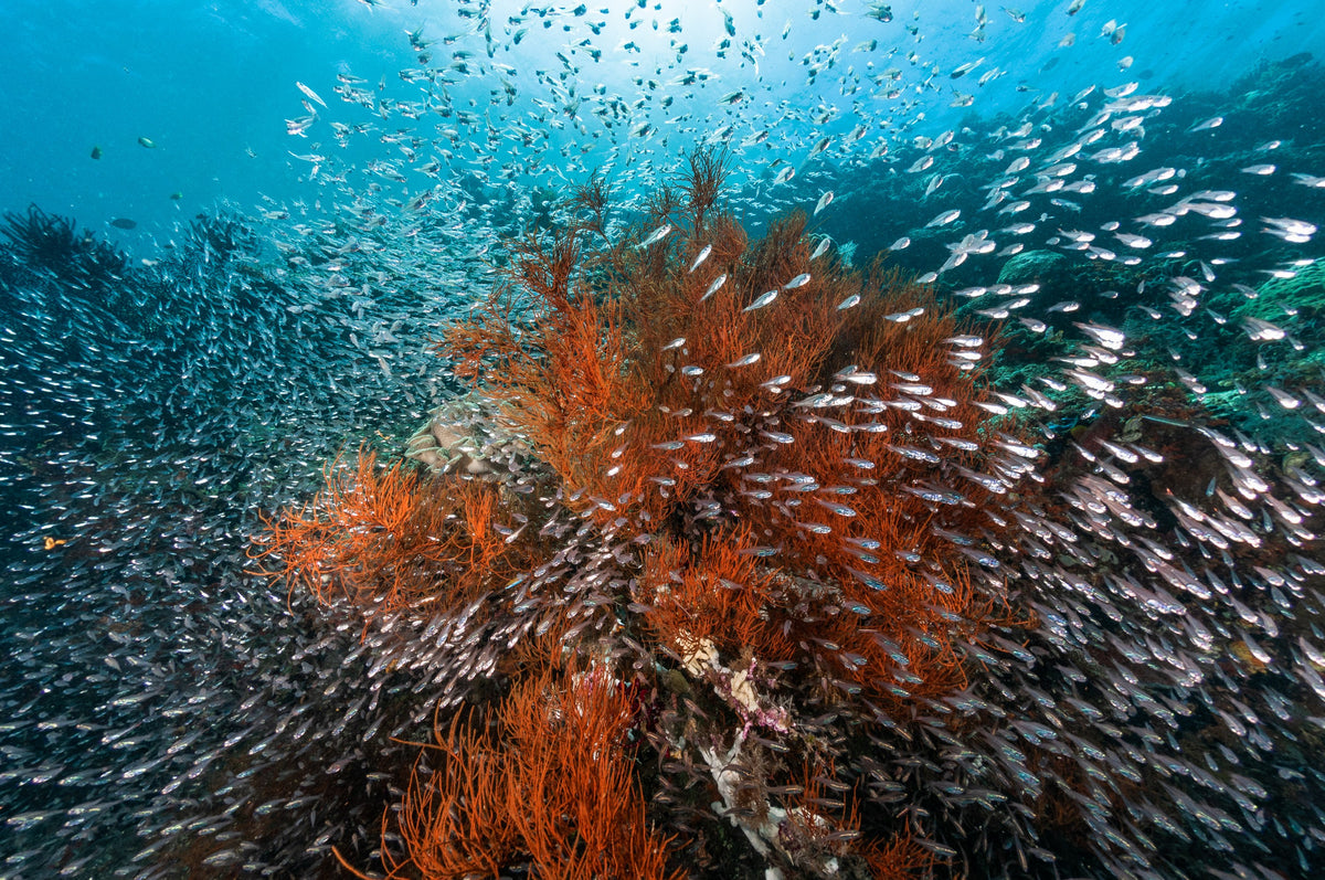 Dewi Nusantara — All of Raja Ampat - Biodiversity Hotspot — Sorong to Sorong — 10 Nights