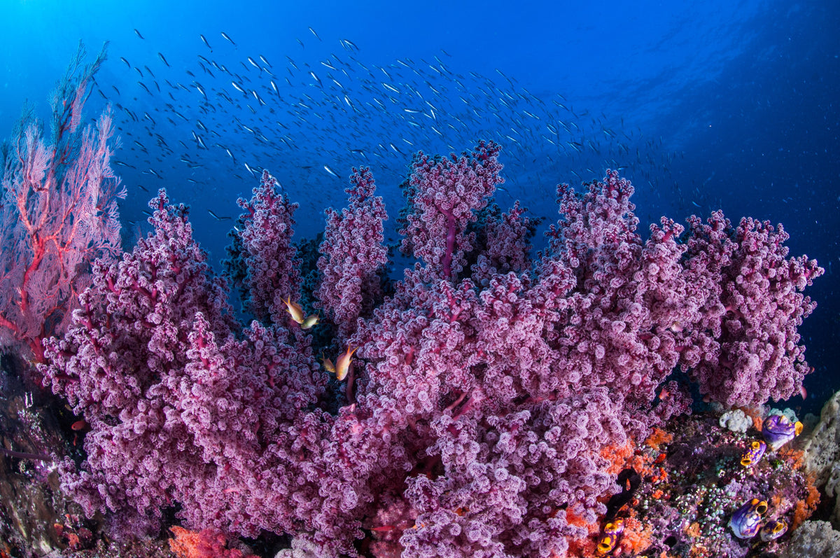 Dewi Nusantara — All of Raja Ampat - Biodiversity Hotspot — Sorong to Sorong — 10 Nights