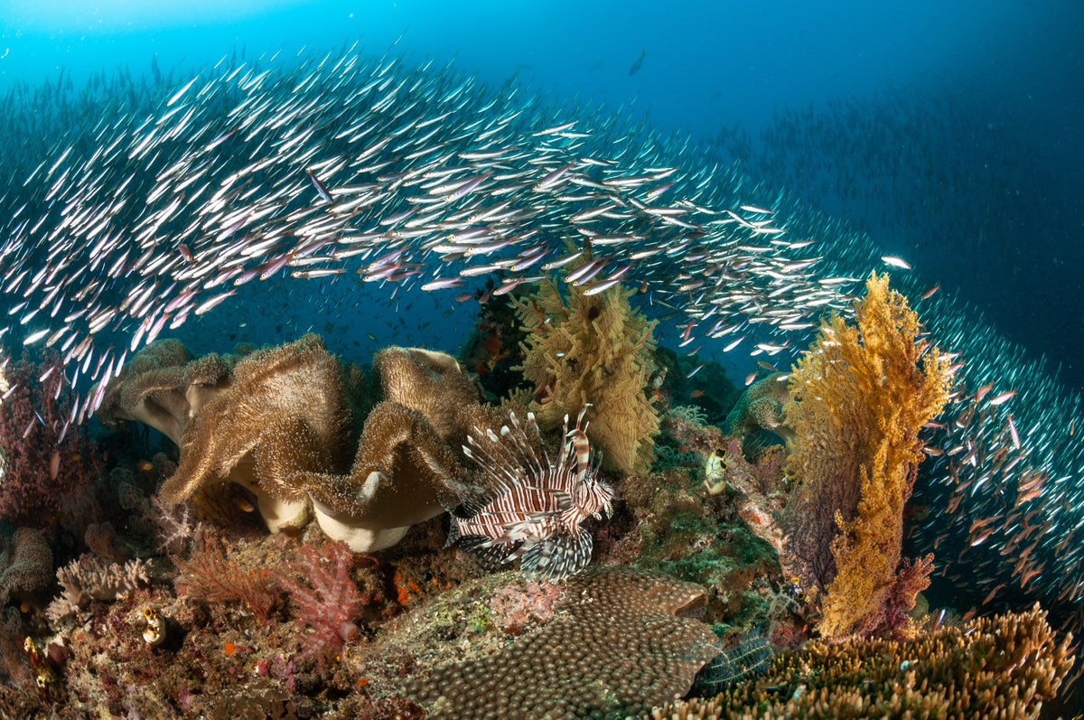 Dewi Nusantara — All of Raja Ampat - Biodiversity Hotspot — Sorong to Sorong — 10 Nights