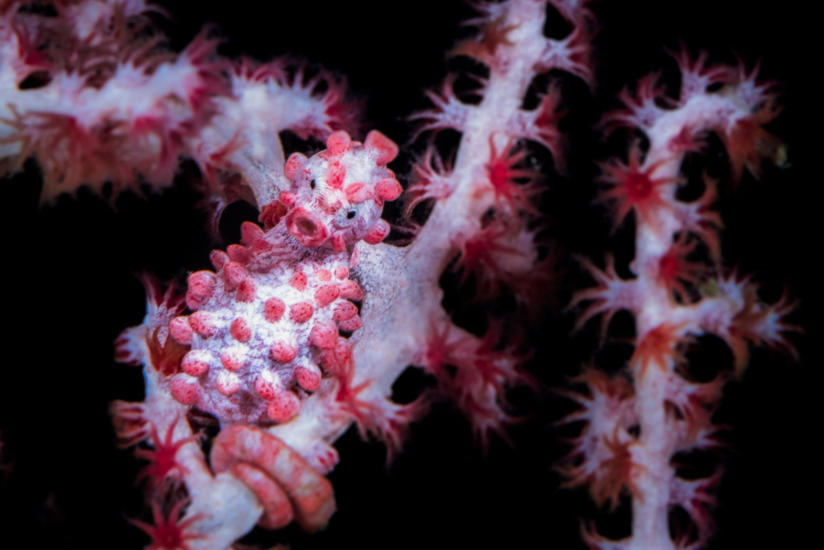 Dewi Nusantara — All of Raja Ampat - Biodiversity Hotspot — Sorong to Sorong — 10 Nights