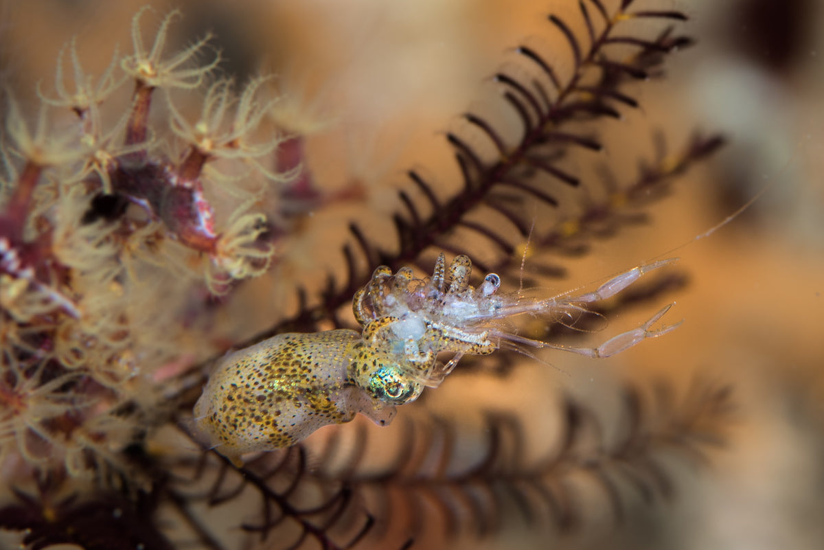Dewi Nusantara — West Halmahera - Teluk Loloda, Spice Islands, Ganone & Pantini Strait — Ternate to Ternate — 10 Nights