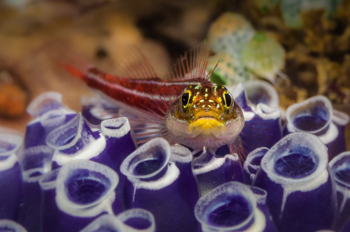 Dewi Nusantara — Dragons & Volcanoes - Komodo & East Sumbawa — Labuan Bajo to Labuan Bajo — 9 Nights