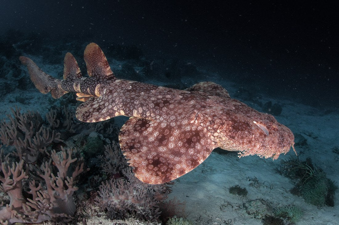 Dewi Nusantara — All of Raja Ampat - Biodiversity Hotspot — Sorong to Sorong — 10 Nights