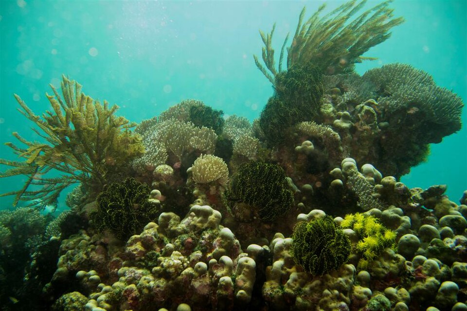 Coral reef at Dili Rock West, Timor-Leste