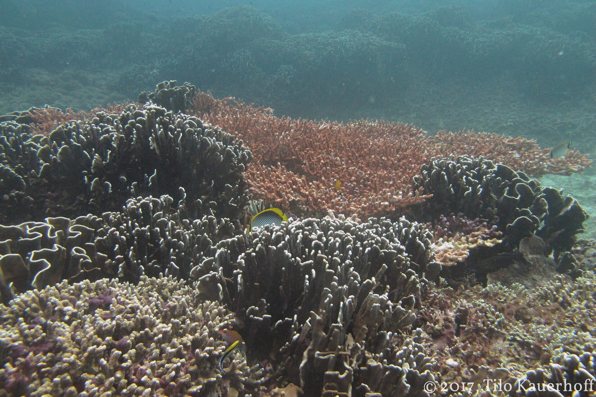 Coral garden on a natural reef around the Gili Islands, Lombok
