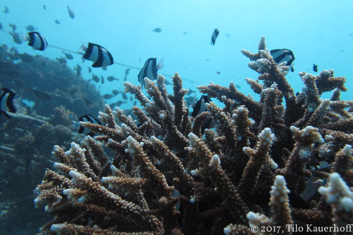 Reef fish among branching corals at Gili Trawangan