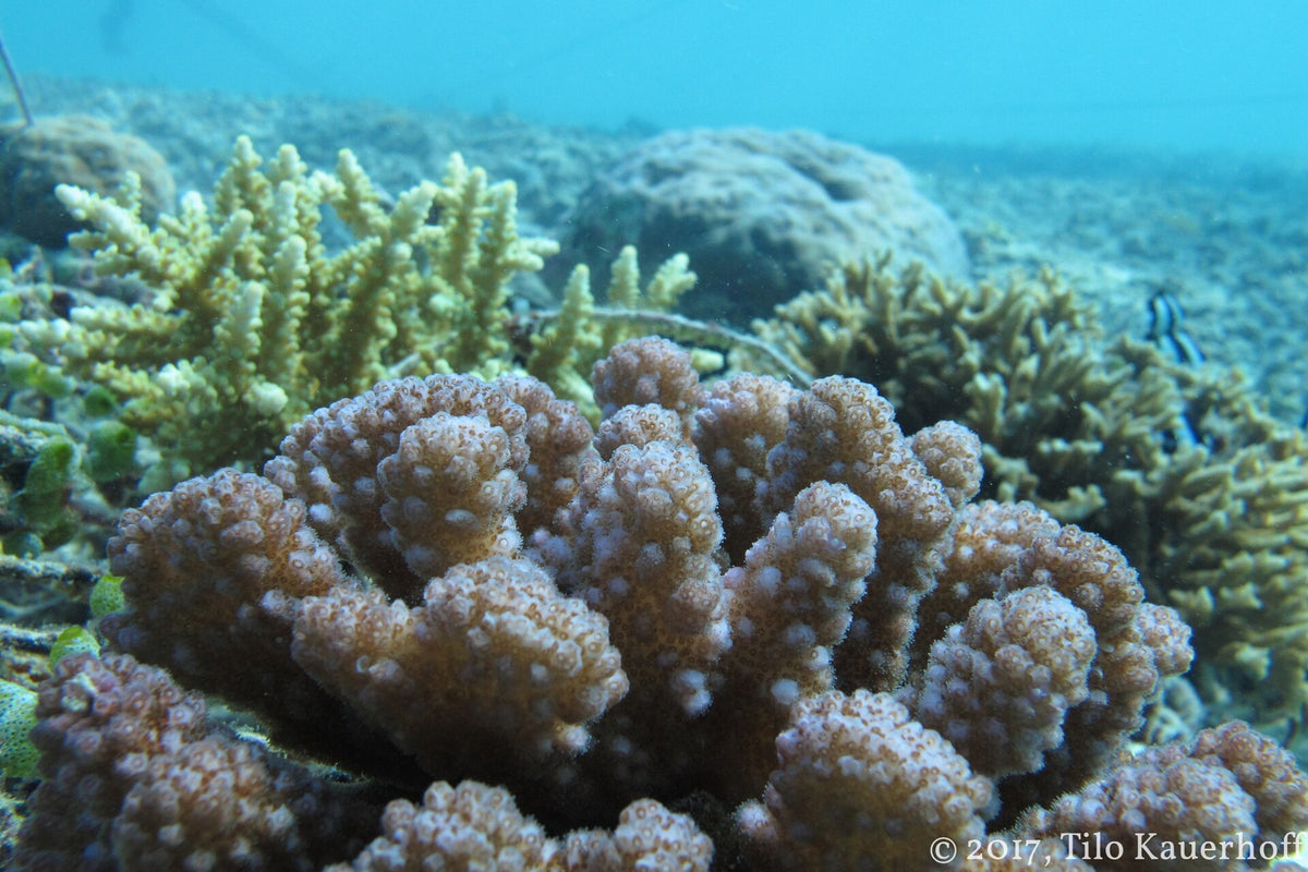 Young coral colonies growing on a reef structure at Gili Trawangan
