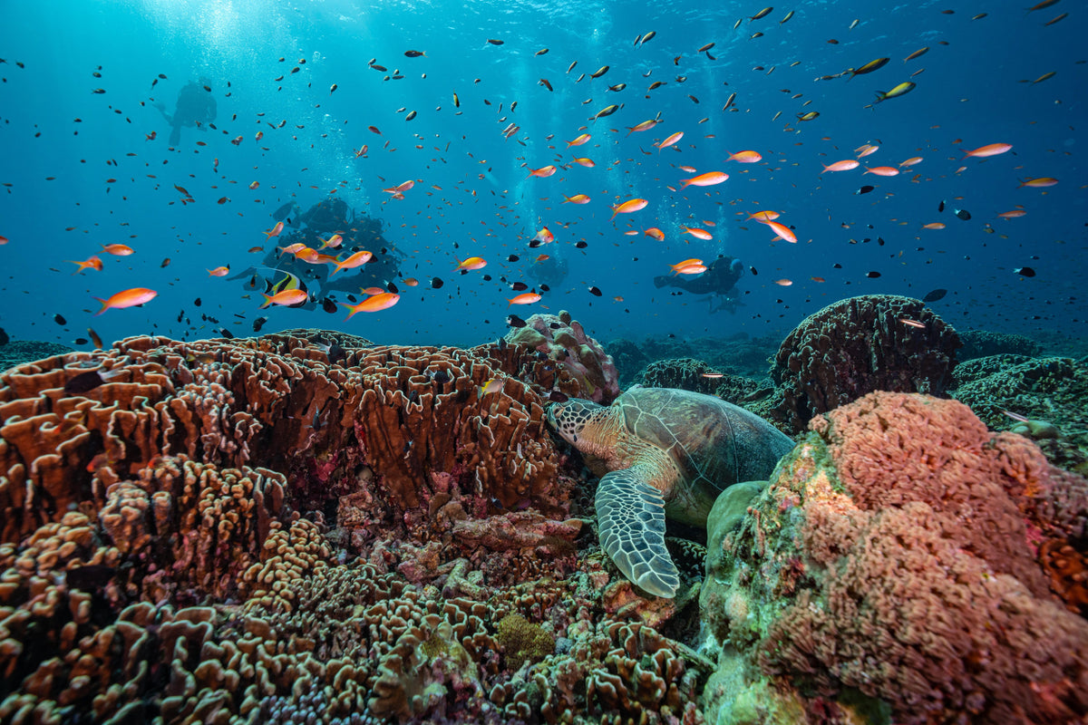 Manta Dive Gili Trawangan Resort