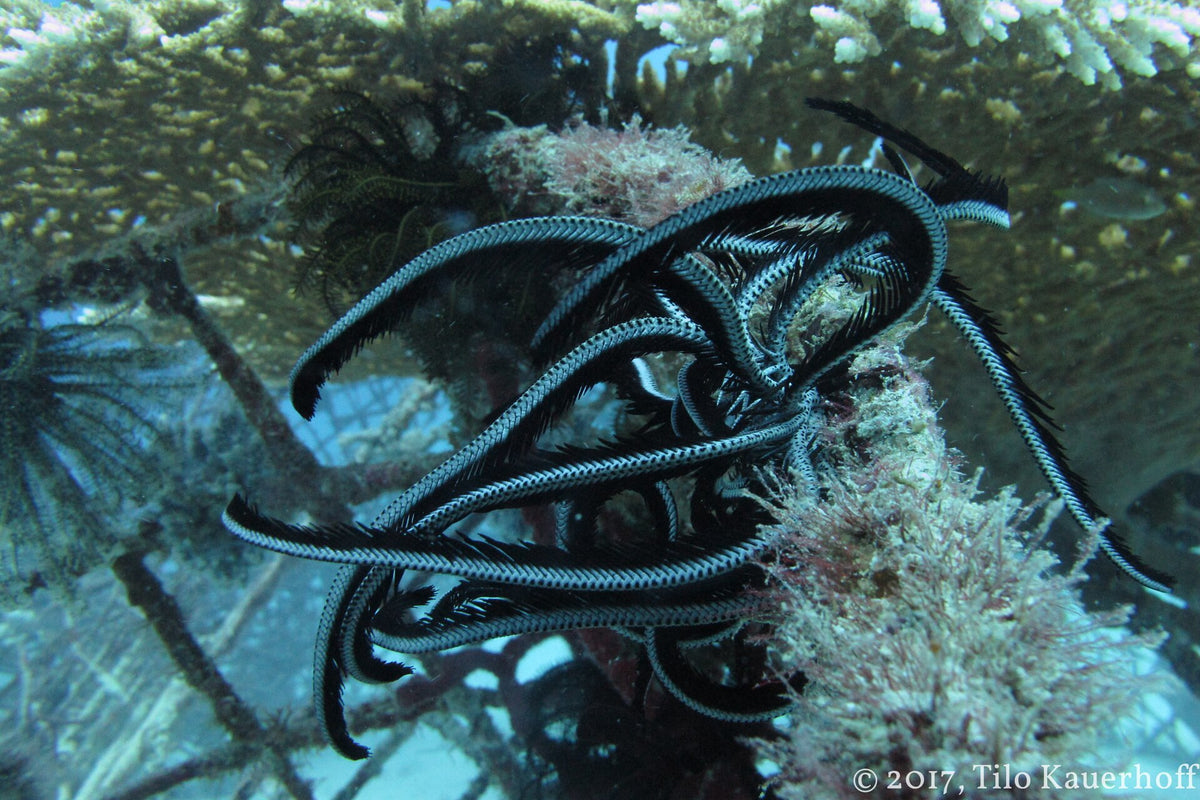 Feather star on a reef structure at Gili Trawangan