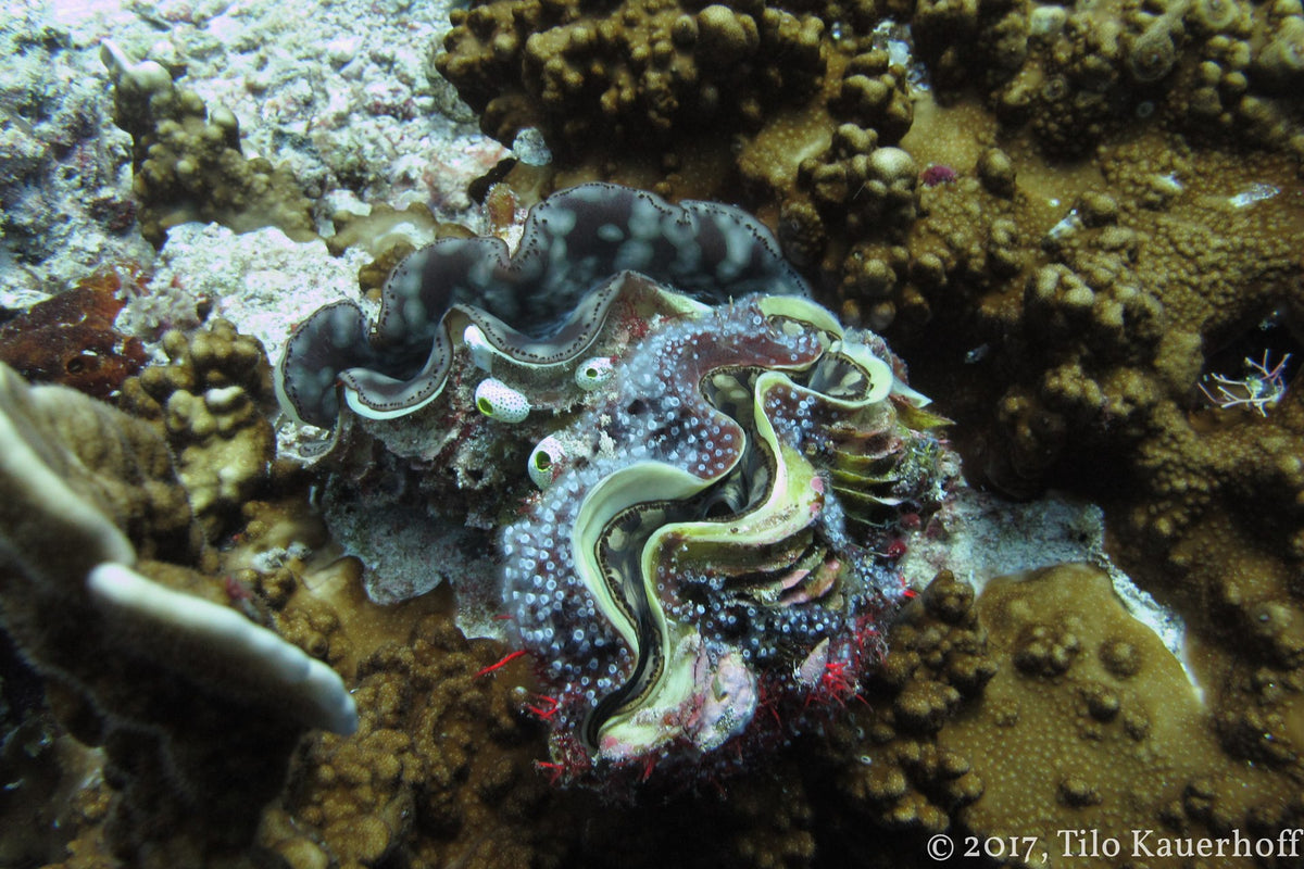 Two giant clams on a coral reef at Gili Trawangan