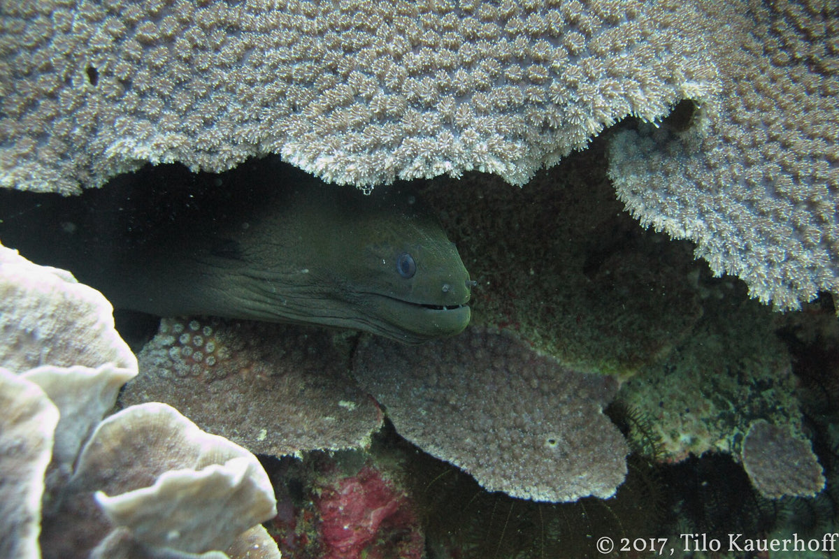 Moray eel sheltering beneath coral at Gili Trawangan