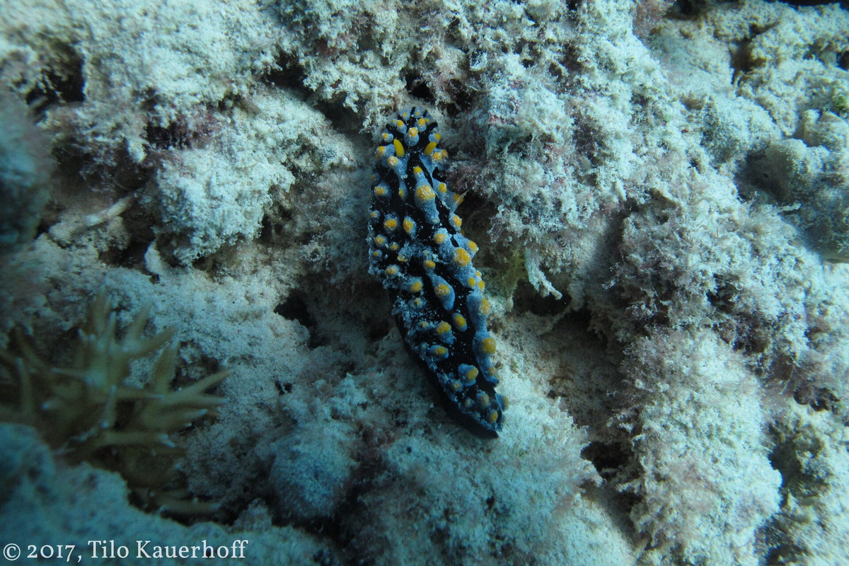 Yellow-spotted nudibranch photographed at Gili Trawangan
