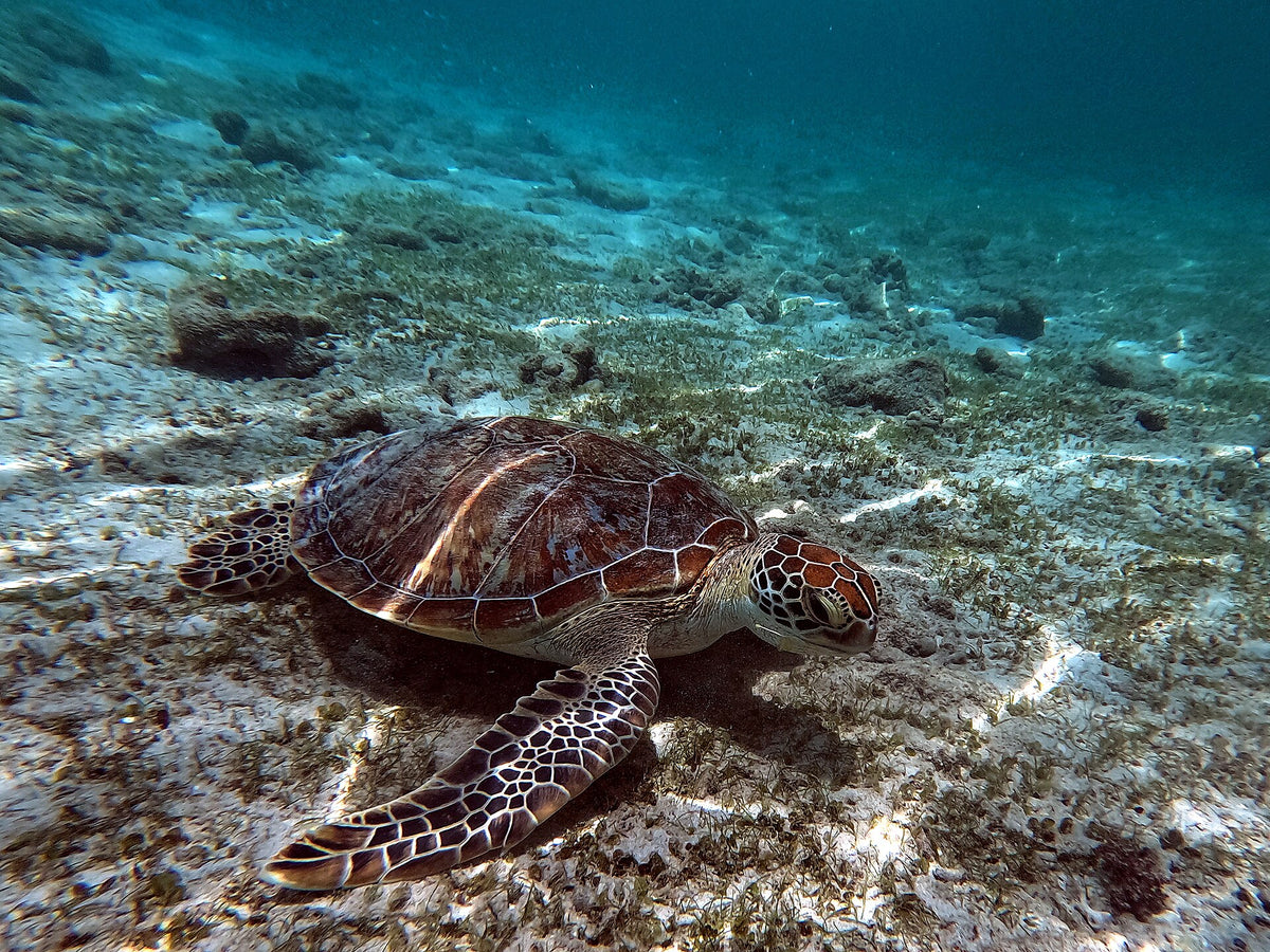 Sea turtle above the sandy reef floor at Gili Trawangan, Indonesia
