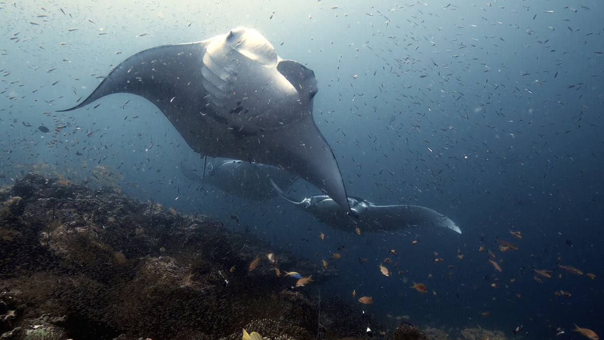 Iliké — North Sulawesi & Halmahera — Bitung to Babang — 8 Nights