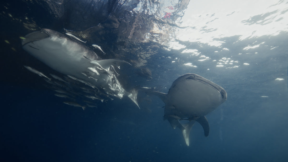 Iliké — North Sulawesi & Halmahera — Bitung to Babang — 8 Nights