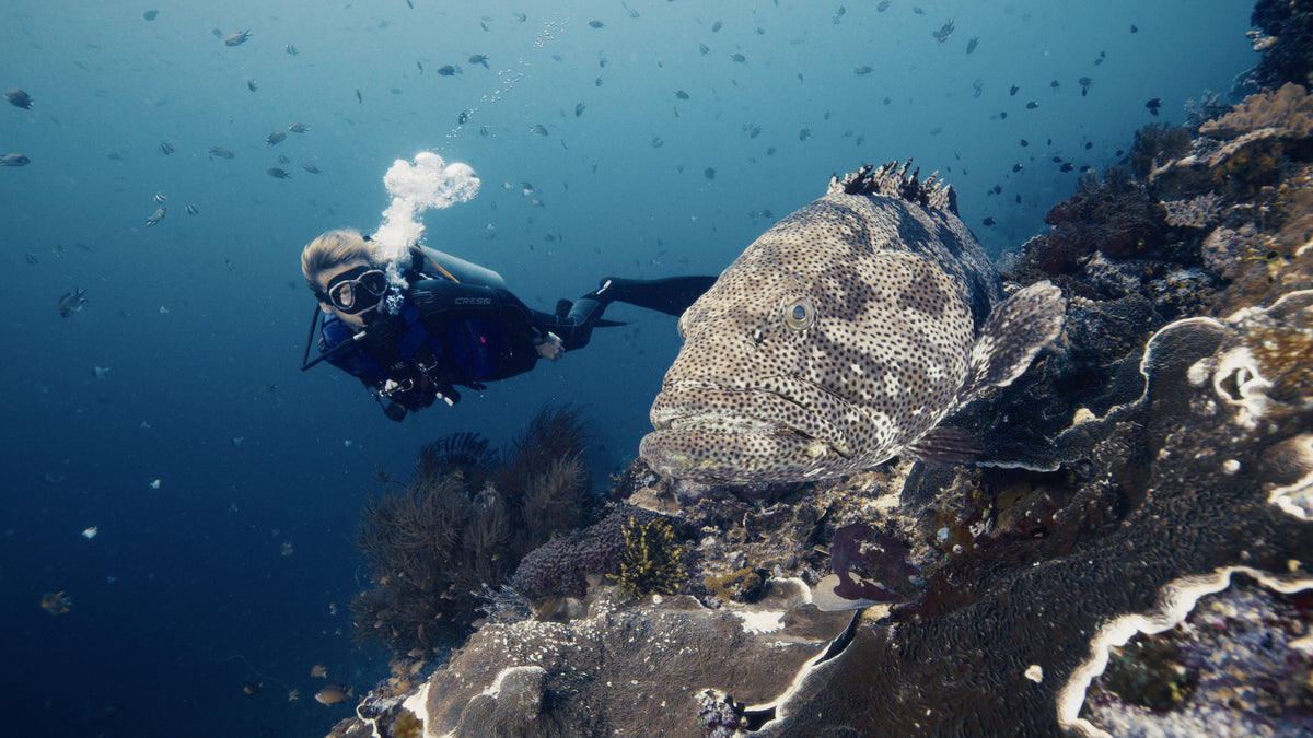 Iliké — North Sulawesi & Halmahera — Bitung to Babang — 8 Nights