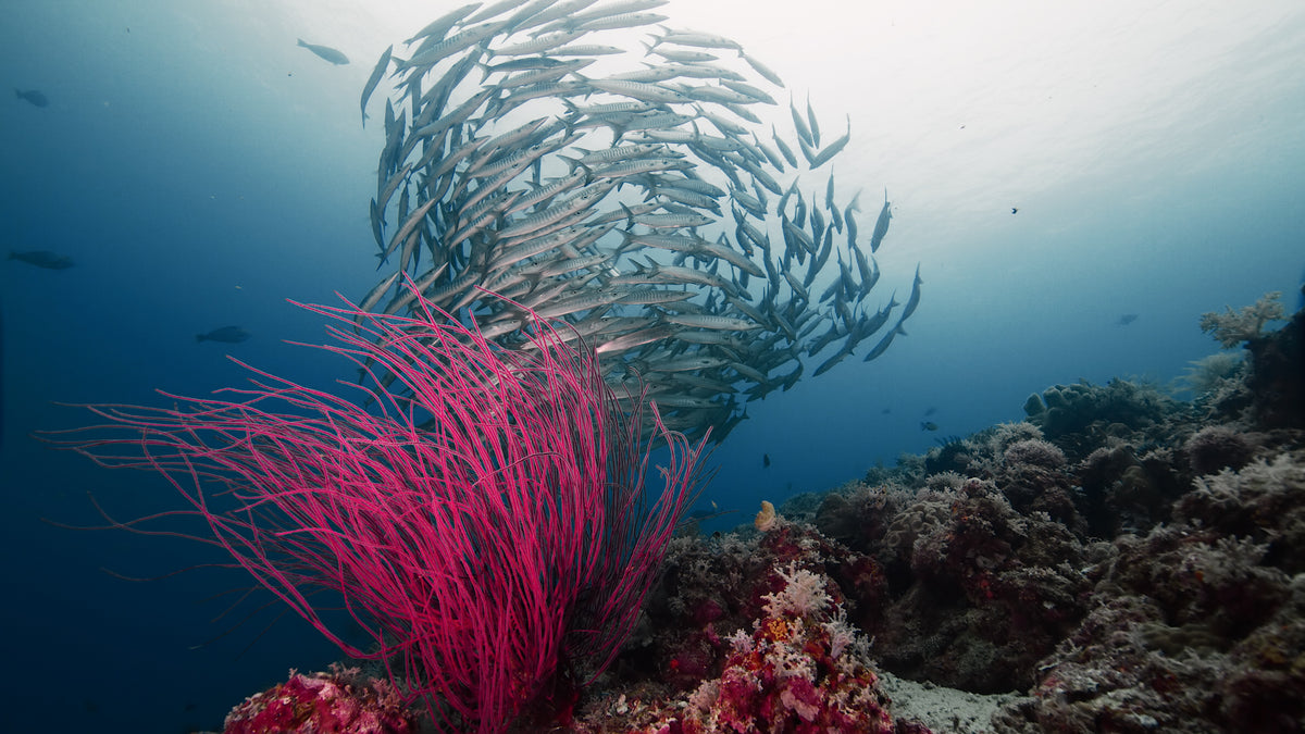 Iliké — North Sulawesi & Halmahera — Bitung to Babang — 8 Nights